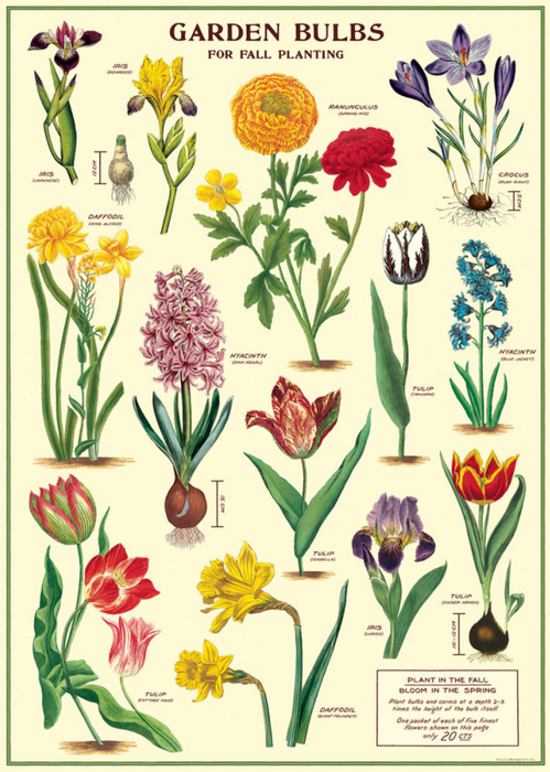 Cavallini Geschenkpapier/Poster Garden Bulbs
