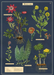 Cavallini Geschenkpapier/Poster Herbarium