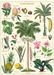 Cavallini Geschenkpapier/Poster Plantes Tropicales