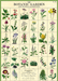 Cavallini Geschenkpapier/Poster The Botanic Garden