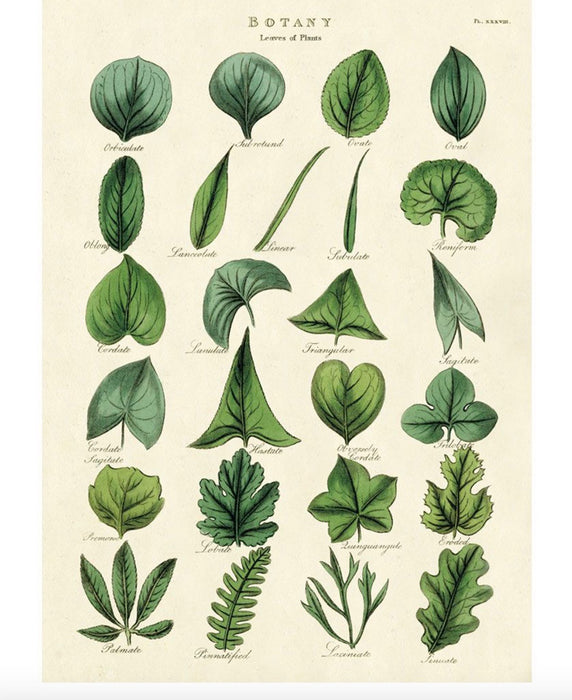 Cavallini Geschenkpapier/Poster Botany - Leaves of Plants