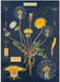 Cavallini Geschenkpapier/Poster Dandelion Chart