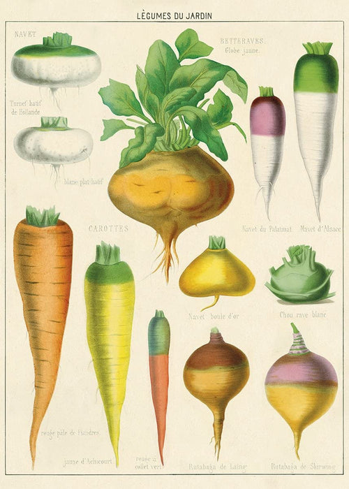 Cavallini Geschenkpapier/Poster Legumes du Jardin