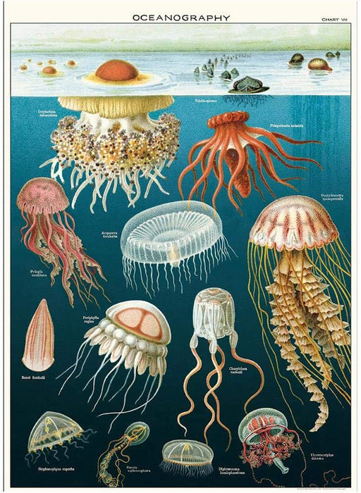 Cavallini Geschenkpapier/Poster Oceanography Jellyfish