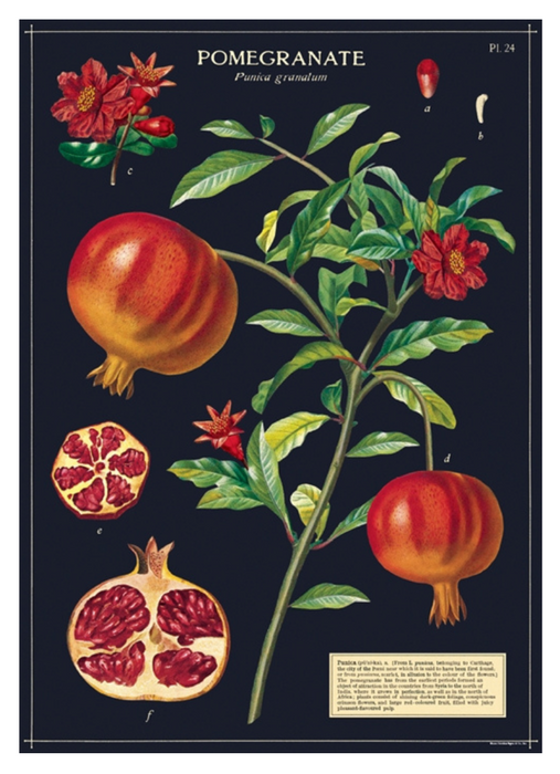 Cavallini Geschenkpapier/Poster Pomegranate