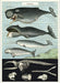 Cavallini Geschenkpapier/Poster Whales