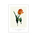 PSTR - Botanical IV