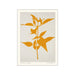Poster & Frame Print PSTR Studio - Printed Plant - Eupatorium Rugosum - A5