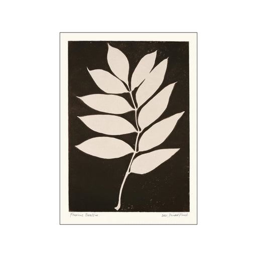 Poster & Frame Print PSTR Studio - Printed Plant Fraxinus excelsior II - A5