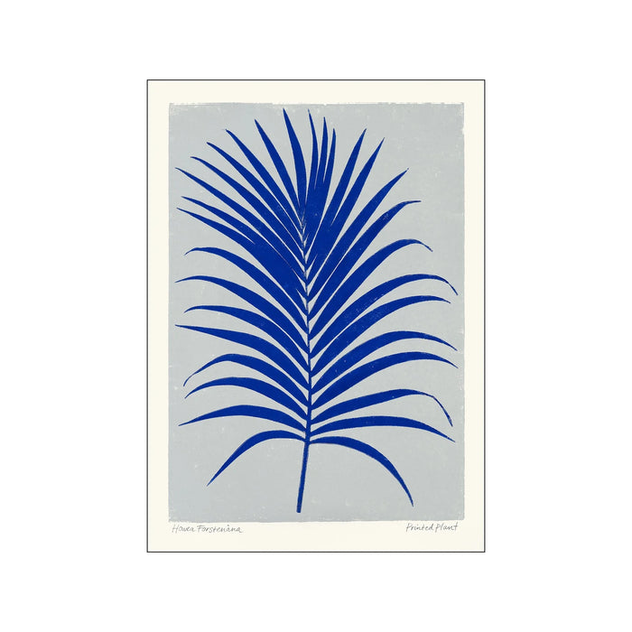 Print - Printed Plant Howea