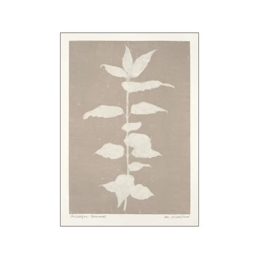 Poster & Frame Kunstdruck Printed Plant - Philadelphus Coronarius - A5