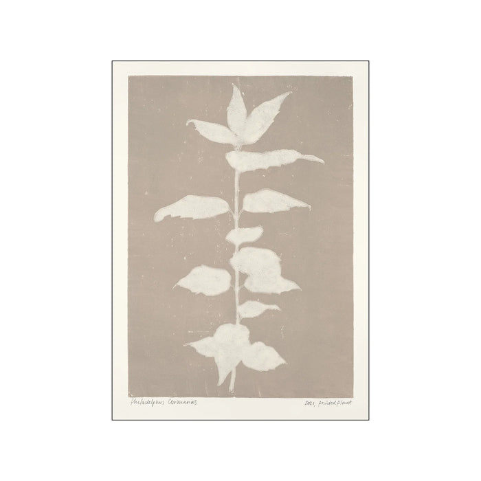 Poster & Frame Kunstdruck Printed Plant - Philadelphus Coronarius - A5