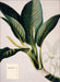 Weingarten Botanicals Kalender - 2027