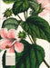 Weingarten Botanicals Kalender - 2027