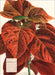 Weingarten Botanicals Kalender - 2027