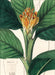 Weingarten Botanicals Kalender - 2027