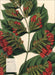 Weingarten Botanicals Kalender - 2027