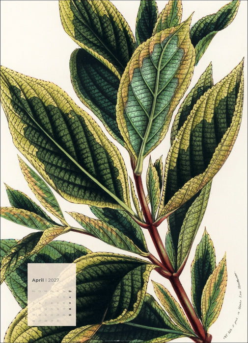 Weingarten Botanicals Kalender - 2027