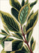 Weingarten Botanicals Kalender - 2027
