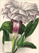 Weingarten Botanicals Kalender - 2027