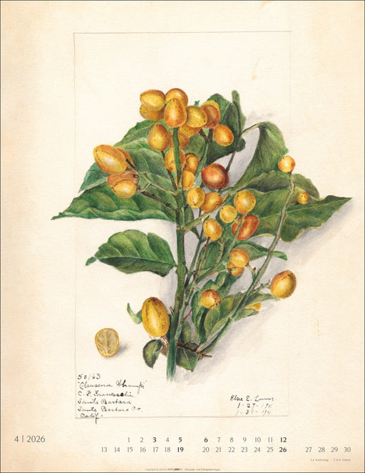 Weingarten Kalender 2026 - Alte Sorten