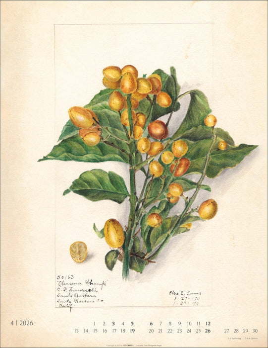 Weingarten Kalender 2026 - Alte Sorten