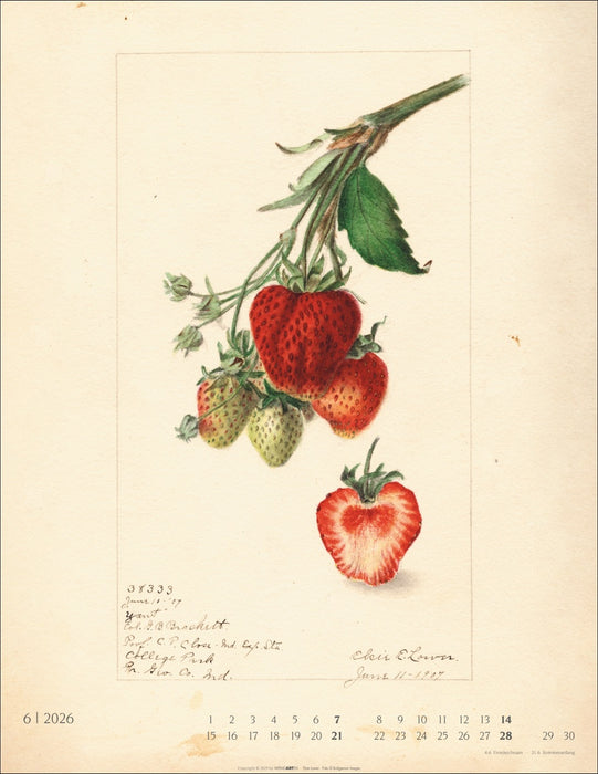 Weingarten Kalender 2026 - Alte Sorten