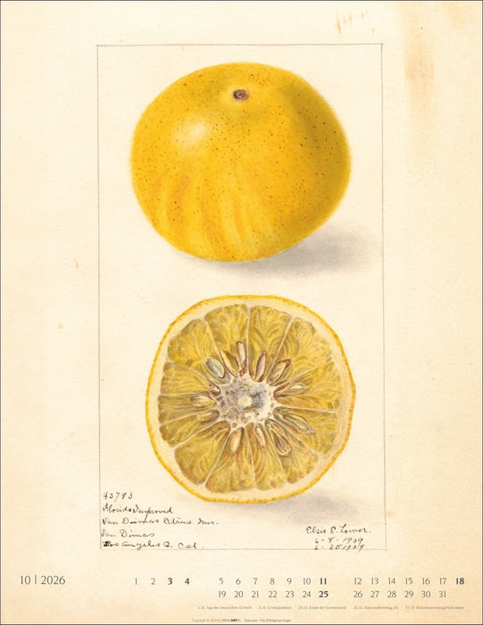 Weingarten Kalender 2026 - Alte Sorten