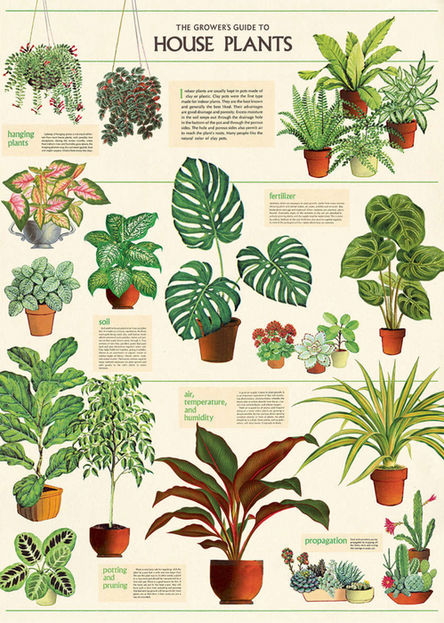 Cavallini Geschenkpapier/Poster House Plants
