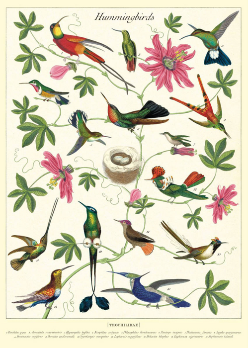 Cavallini Geschenkpapier/Poster Hummingbirds