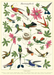 Cavallini Geschenkpapier/Poster Hummingbirds