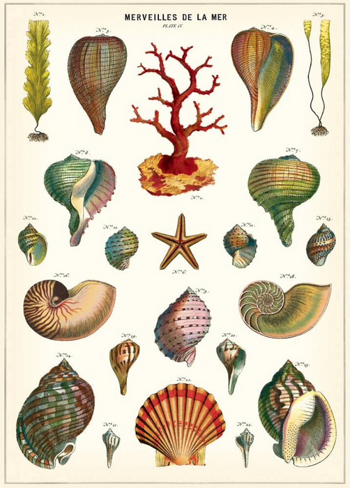 Cavallini Geschenkpapier/Poster Merveilles De La Mer