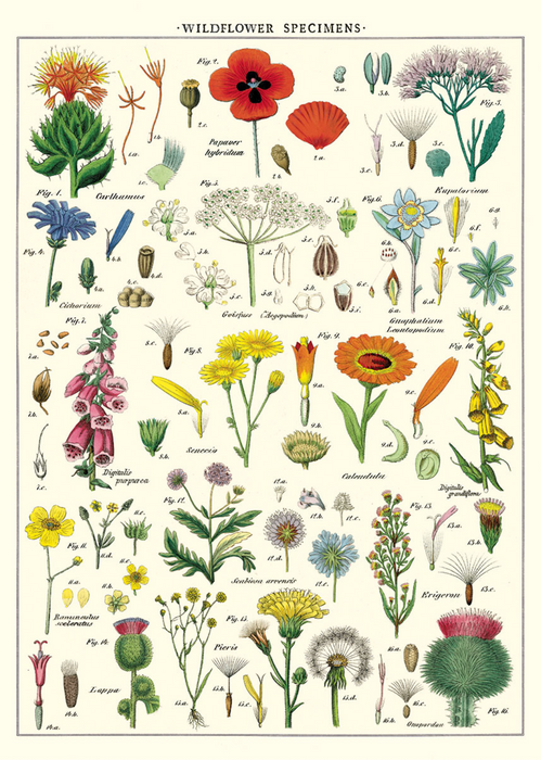 Cavallini Geschenkpapier/Poster Wildflower Specimens