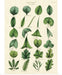 Cavallini Geschenkpapier/Poster Botany - Leaves of Plants
