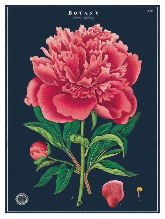 Cavallini Geschenkpapier/Poster Botany