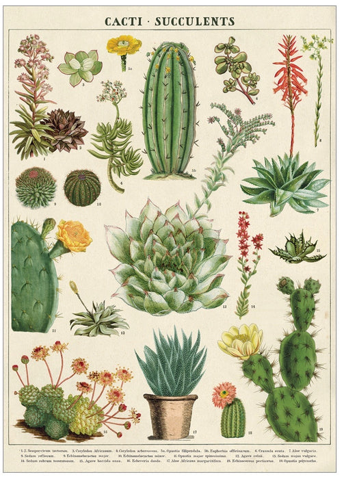 Cavallini Geschenkpapier/Poster Cacti - Succulents