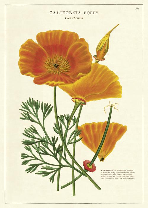 Cavallini Geschenkpapier/Poster California Poppy