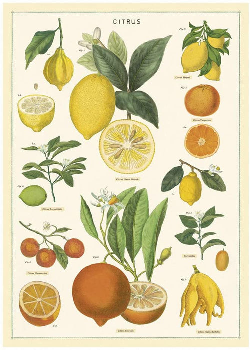 Cavallini Geschenkpapier/Poster Citrus