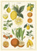 Cavallini Geschenkpapier/Poster Citrus