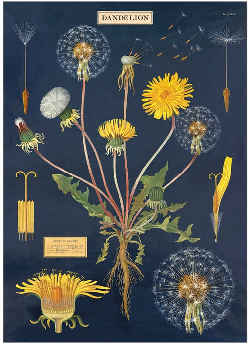 Cavallini Geschenkpapier/Poster Dandelion Chart