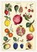 Cavallini Geschenkpapier/Poster Fruits
