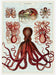 Cavallini Geschenkpapier/Poster Octopods