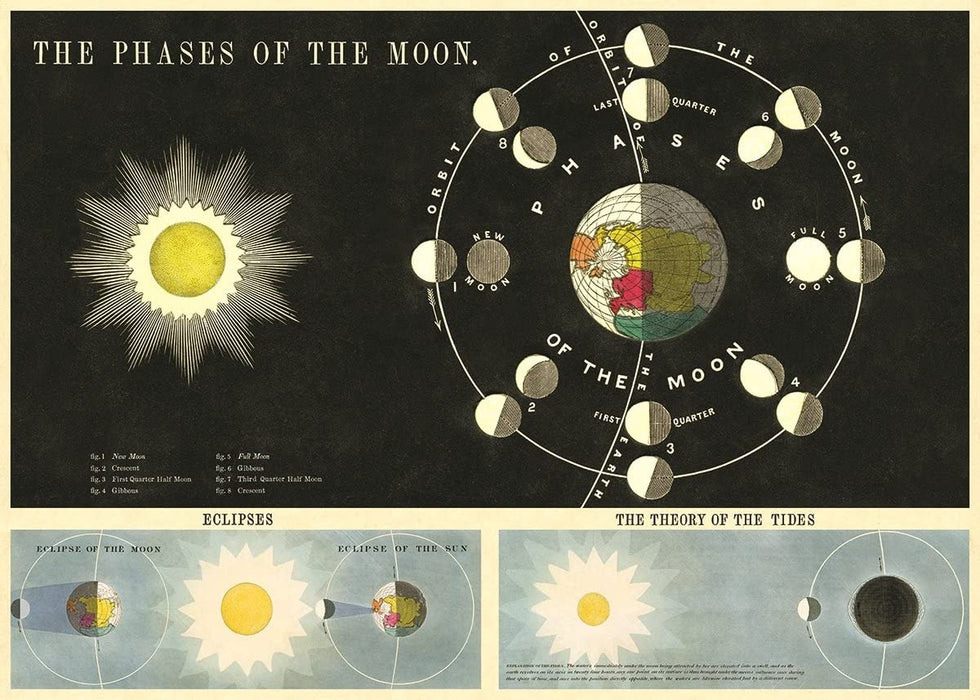 Cavallini Geschenkpapier/Poster The Phases Of The Moon