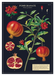 Cavallini Geschenkpapier/Poster Pomegranate