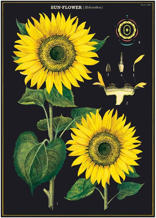 Cavallini Geschenkpapier/Poster Sun-Flower