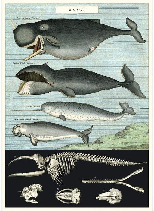 Cavallini Geschenkpapier/Poster Whales